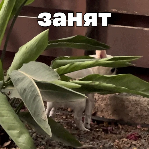 💩 Стикер «Джеки Чан» для Telegram