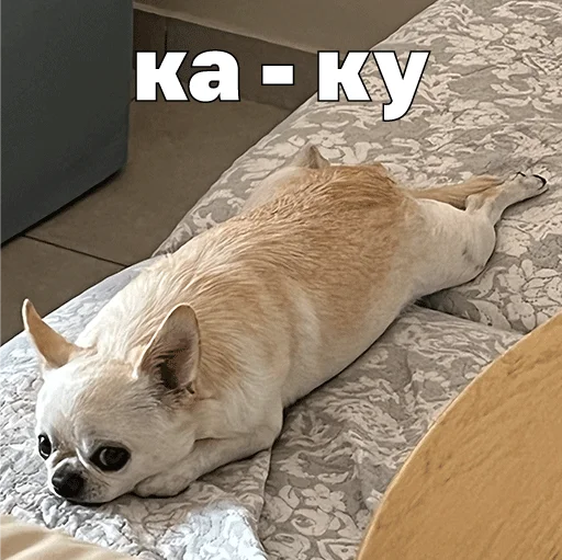 👽 Стикер «Джеки Чан» для Telegram