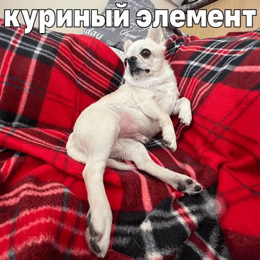 🐔 Стикер «Джеки Чан» для Telegram