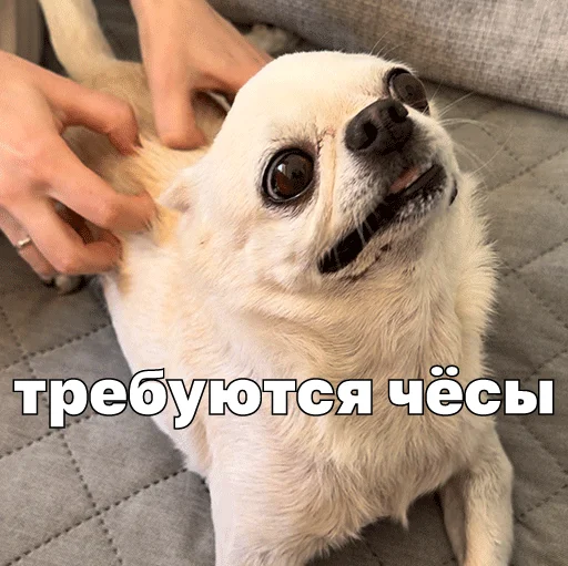 🙂 Стикер «Джеки Чан» для Telegram