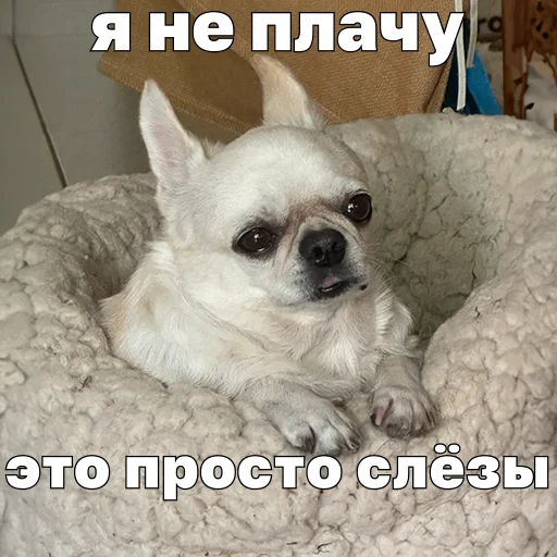 😭 Стикер «Джеки Чан» для Telegram
