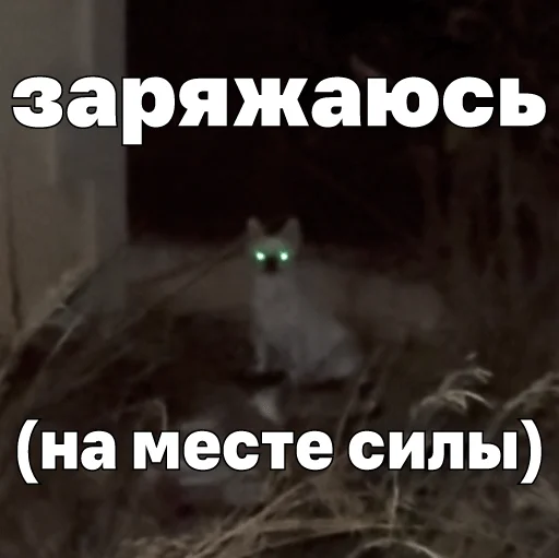 💚 Стикер «Джеки Чан» для Telegram