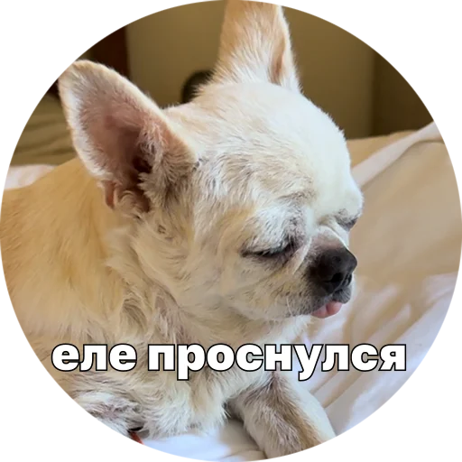 🥴 Стикер «Джеки Чан» для Telegram