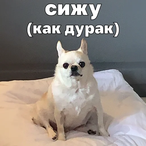 🐒 Стикер «Джеки Чан» для Telegram