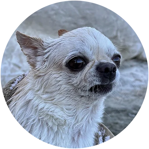 🙈 Стикер «Джеки Чан» для Telegram