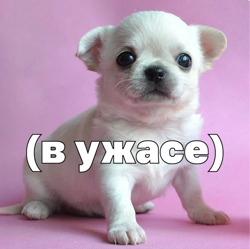 😨 Стикер «Джеки Чан» для Telegram
