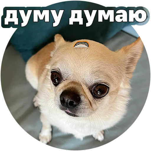 🤔 Стикер «Джеки Чан» для Telegram