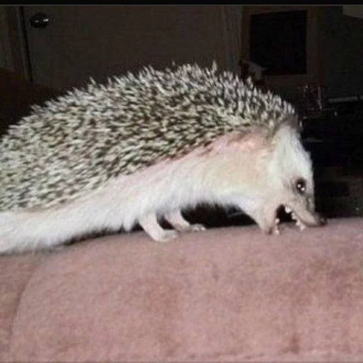 🤬 Стикер «Jane&;s Hedgehogs» для Telegram