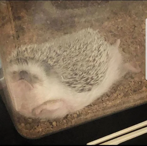 🫠 Стикер «Jane&;s Hedgehogs» для Telegram