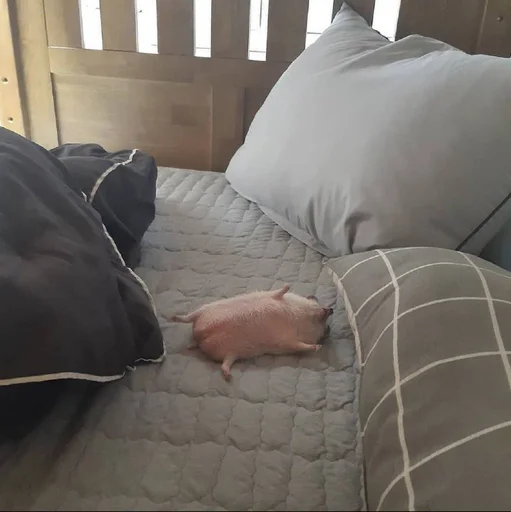 😴 Стикер «Jane&;s Hedgehogs» для Telegram