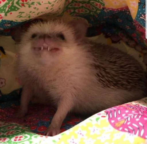 🤪 Стикер «Jane&;s Hedgehogs» для Telegram