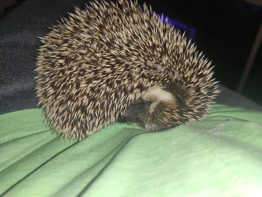 😴 Стикер «Jane&;s Hedgehogs» для Telegram