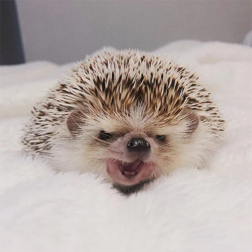Стикерпак Jane&;s Hedgehogs для Telegram