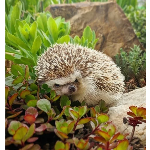 😤 Стикер «Jane&;s Hedgehogs» для Telegram