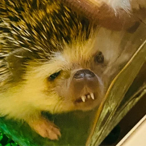 🤢 Стикер «Jane&;s Hedgehogs» для Telegram