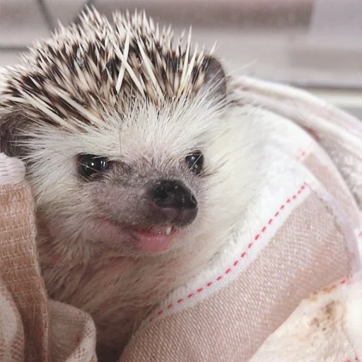 😈 Стикер «Jane&;s Hedgehogs» для Telegram