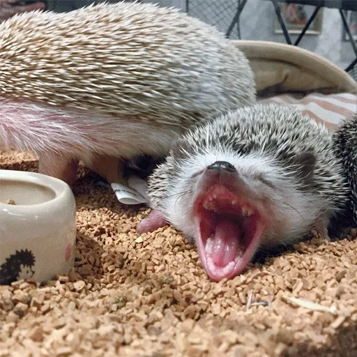 😮 Стикер «Jane&;s Hedgehogs» для Telegram