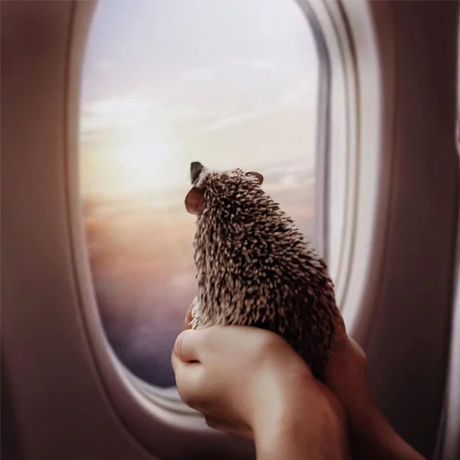 ✈️ Стикер «Jane&;s Hedgehogs» для Telegram