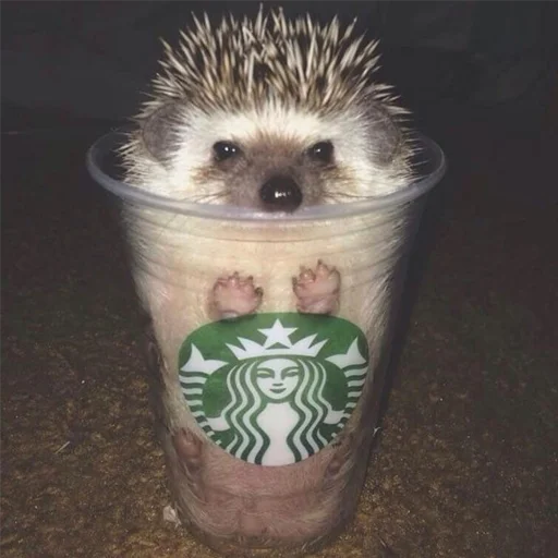 🍺 Стикер «Jane&;s Hedgehogs» для Telegram