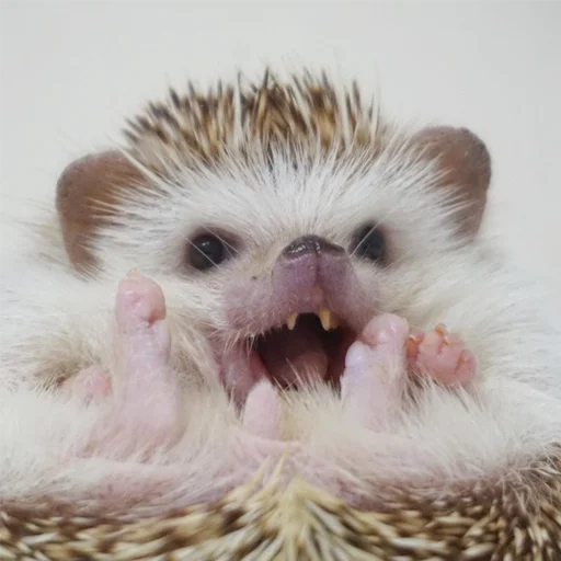 😯 Стикер «Jane&;s Hedgehogs» для Telegram