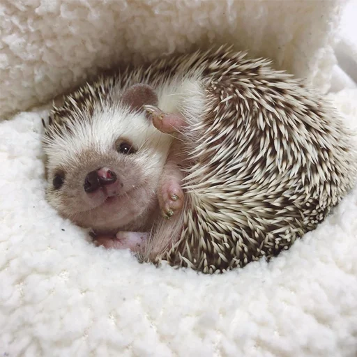 😇 Стикер «Jane&;s Hedgehogs» для Telegram