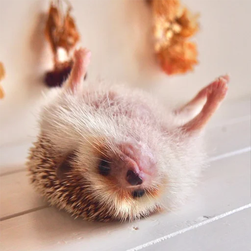 🙃 Стикер «Jane&;s Hedgehogs» для Telegram