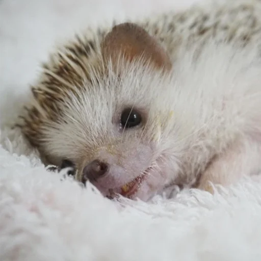 😣 Стикер «Jane&;s Hedgehogs» для Telegram