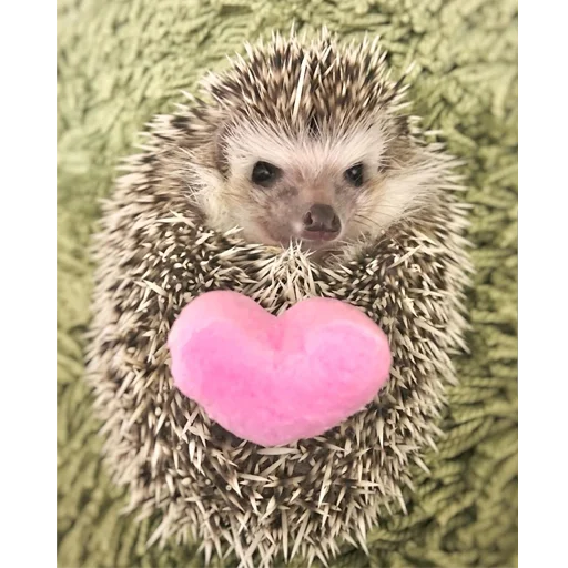❤️ Стикер «Jane&;s Hedgehogs» для Telegram
