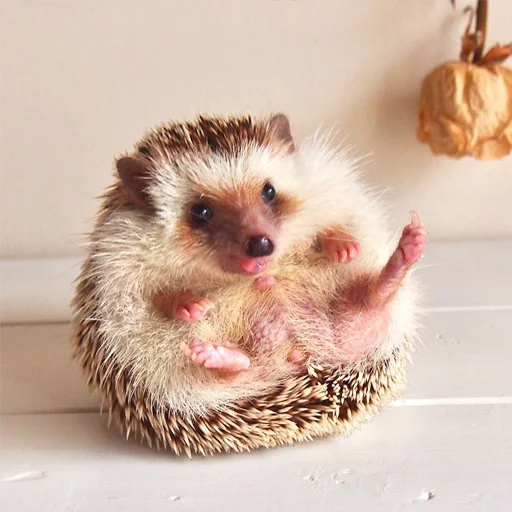 🤪 Стикер «Jane&;s Hedgehogs» для Telegram