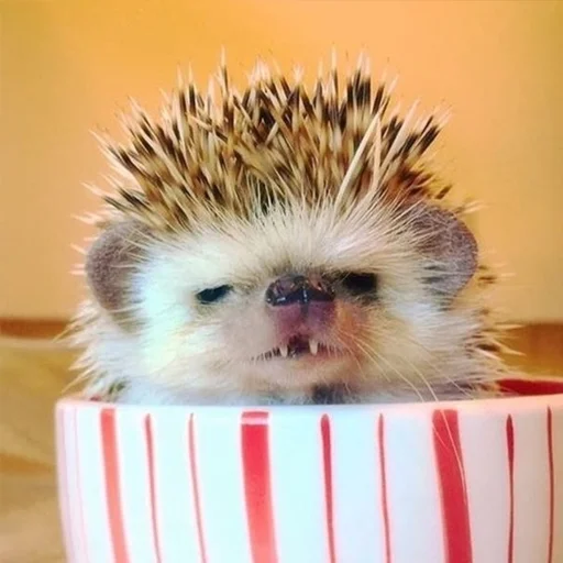 🤒 Стикер «Jane&;s Hedgehogs» для Telegram