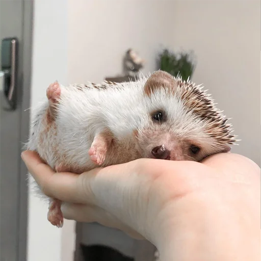 ✋ Стикер «Jane&;s Hedgehogs» для Telegram