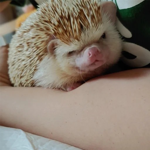 🖕 Стикер «Jane&;s Hedgehogs» для Telegram