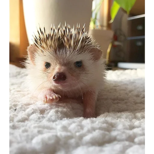 🏃‍♀️ Стикер «Jane&;s Hedgehogs» для Telegram