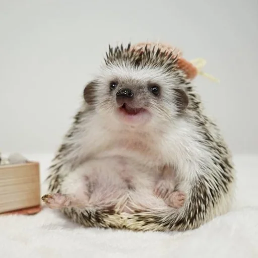 😀 Стикер «Jane&;s Hedgehogs» для Telegram