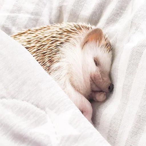 😌 Стикер «Jane&;s Hedgehogs» для Telegram