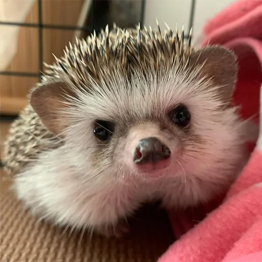 🤔 Стикер «Jane&;s Hedgehogs» для Telegram
