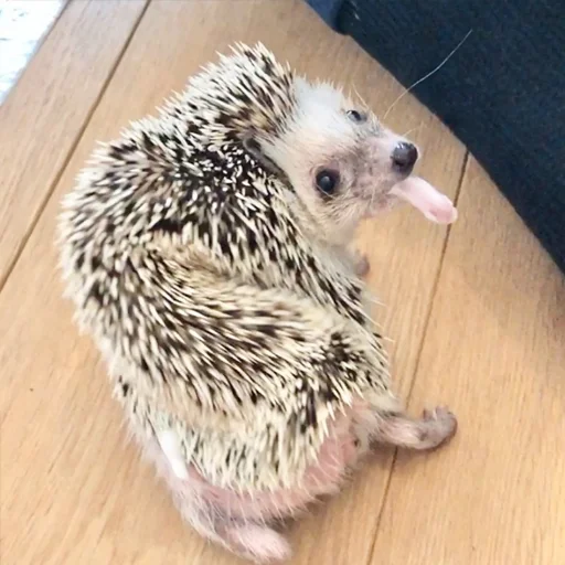 😋 Стикер «Jane&;s Hedgehogs» для Telegram