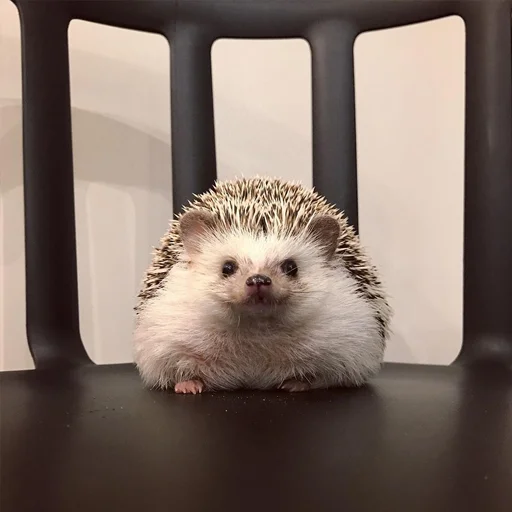 📺 Стикер «Jane&;s Hedgehogs» для Telegram