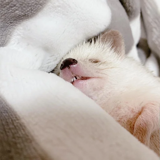 😴 Стикер «Jane&;s Hedgehogs» для Telegram