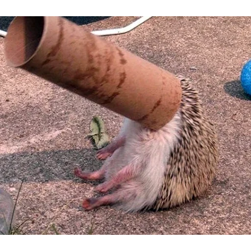 😶 Стикер «Jane&;s Hedgehogs» для Telegram