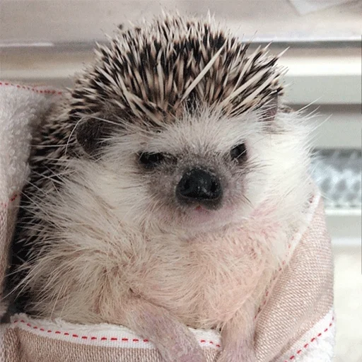 🤨 Стикер «Jane&;s Hedgehogs» для Telegram