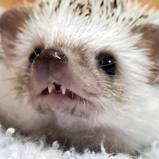 🤓 Стикер «Jane&;s Hedgehogs» для Telegram