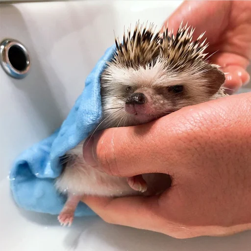 🛁 Стикер «Jane&;s Hedgehogs» для Telegram