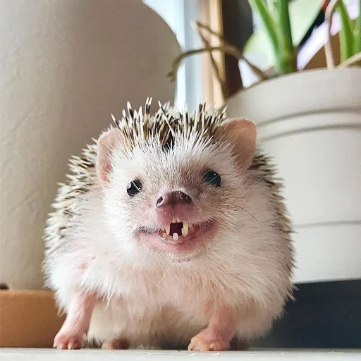 😺 Стикер «Jane&;s Hedgehogs» для Telegram