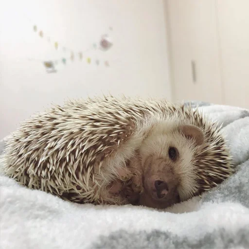 💤 Стикер «Jane&;s Hedgehogs» для Telegram