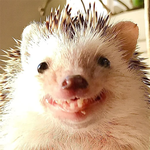 🤪 Стикер «Jane&;s Hedgehogs» для Telegram