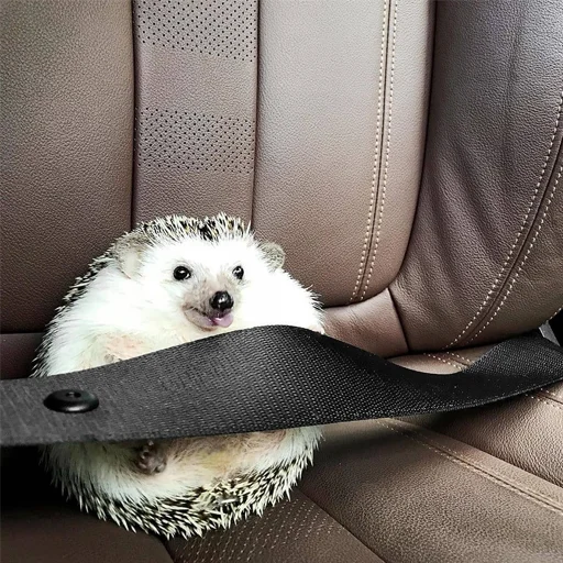 🚖 Стикер «Jane&;s Hedgehogs» для Telegram