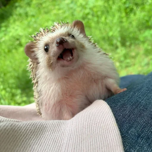 🏕 Стикер «Jane&;s Hedgehogs» для Telegram