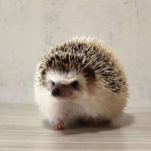 😡 Стикер «Jane&;s Hedgehogs» для Telegram