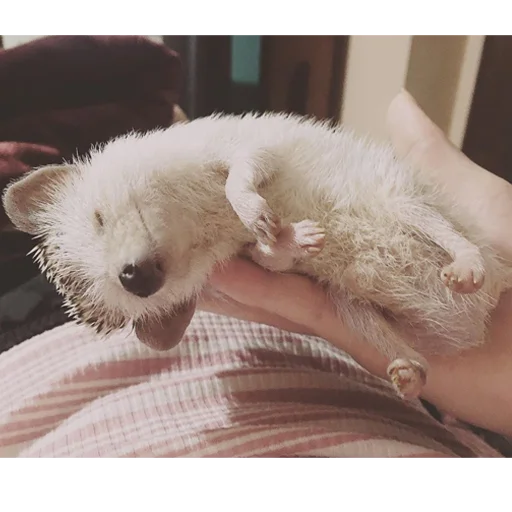 🙏 Стикер «Jane&;s Hedgehogs» для Telegram